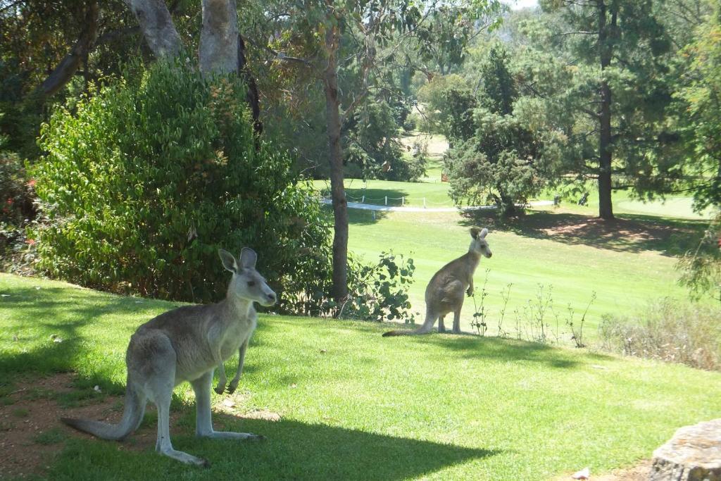Commercial Golf Resort Albury Luaran gambar