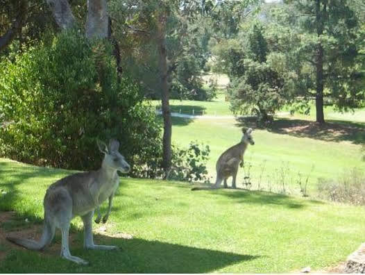 Commercial Golf Resort Albury Luaran gambar